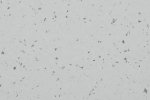 PVC commercial space 5411 Atlantic Grey - Cloned_1